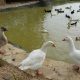 African Geese