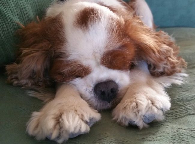 Cavalier King Charles