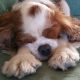 Cavalier King Charles