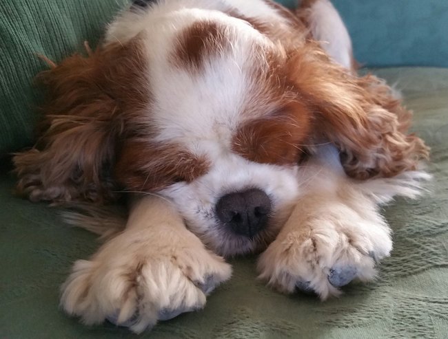Cavalier King Charles