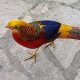 Golden Pheasant