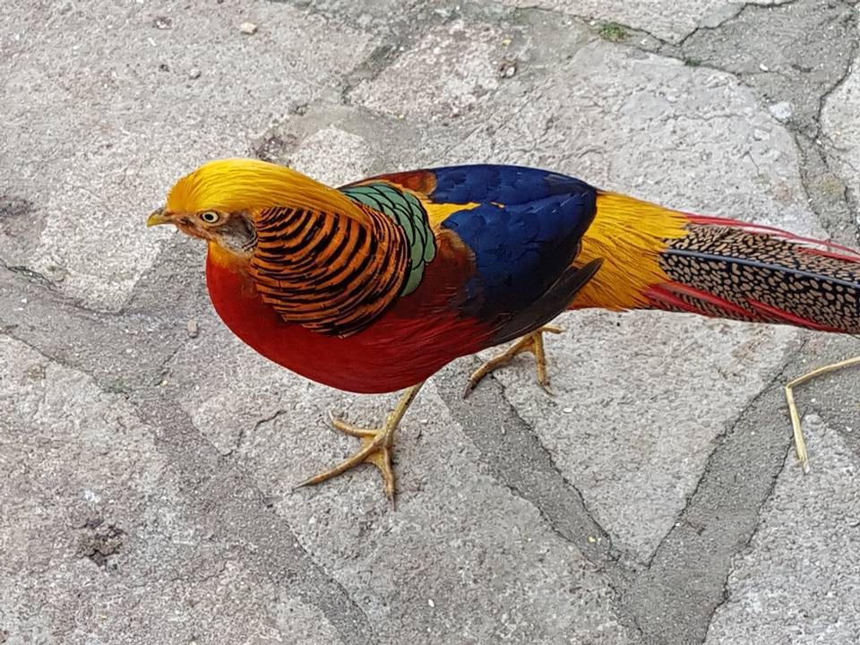 Golden Pheasant