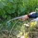 Pheasants Behaving Badly