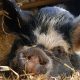 Pot belly Pig