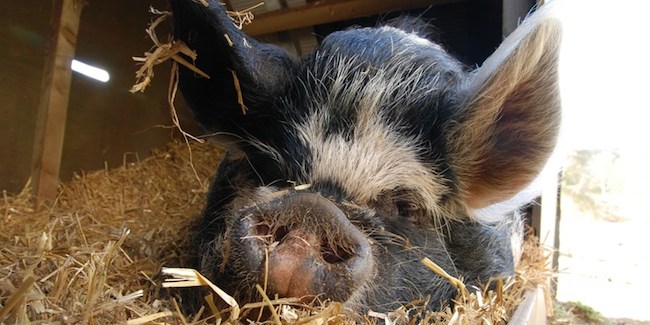 Pot belly Pig