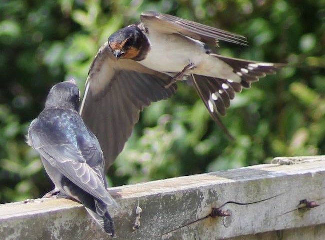 Protecting the Little Tern
