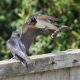 Protecting the Little Tern