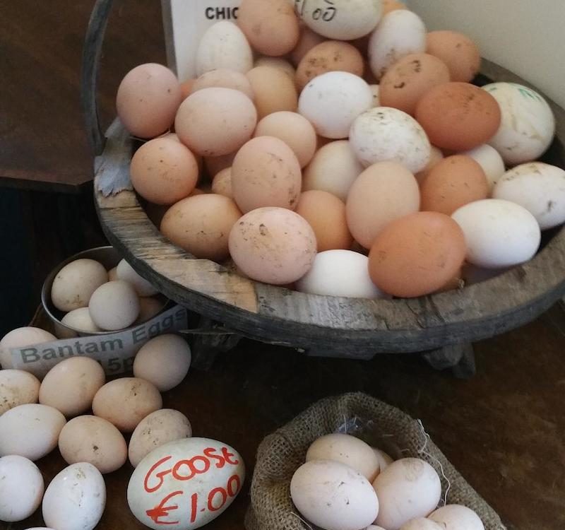 Goose, duck, chicken & bantam free range eggs