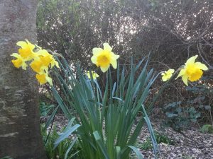 Daffodils