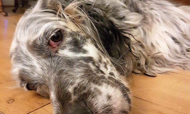 Rosie the English Setter came to stay at the B&B