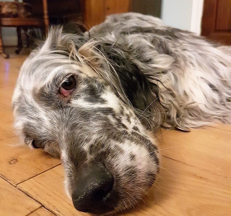 Rosie the English Setter came to stay at the B&B