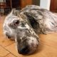 Rosie the English Setter came to stay at the B&B
