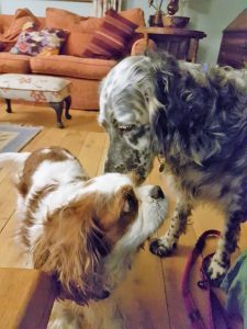 Rosie with Archie