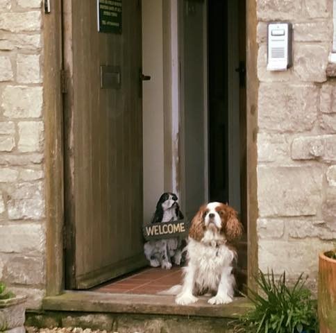 Archie, our resident Cavalier king Charles Spaniel
