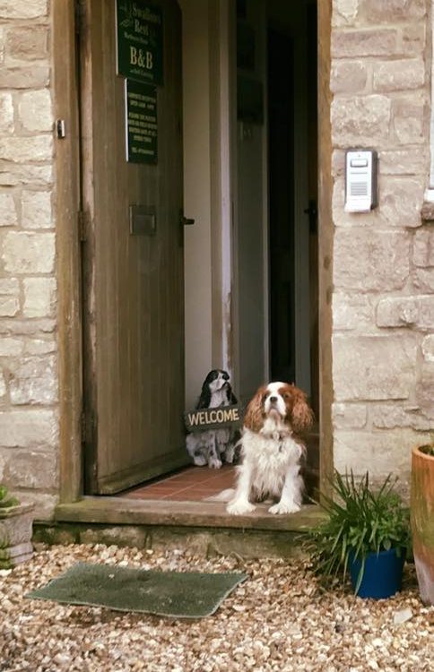 Archie, our resident Cavalier king Charles Spaniel