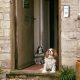 Archie, our resident Cavalier king Charles Spaniel