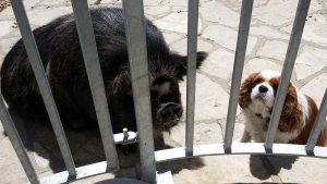 Let me in!