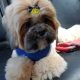 Max after his pamper sessiom