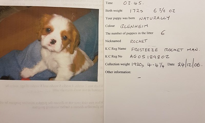 Blenheim Cavalier King Charles Spaniel
