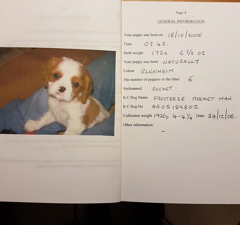 Blenheim Cavalier King Charles Spaniel