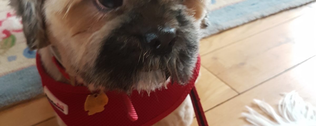 shih tzu