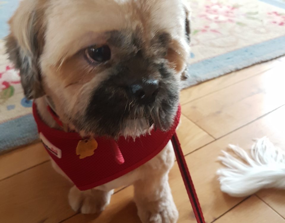 shih tzu