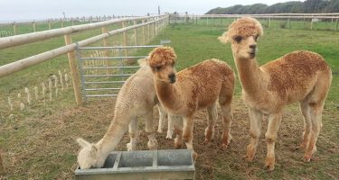 Alpacas 3