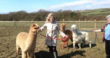 Jane with alpacas
