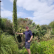 Echium Pininana Blue Tower of Jewels