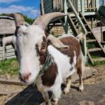 Our Pigmy Goat