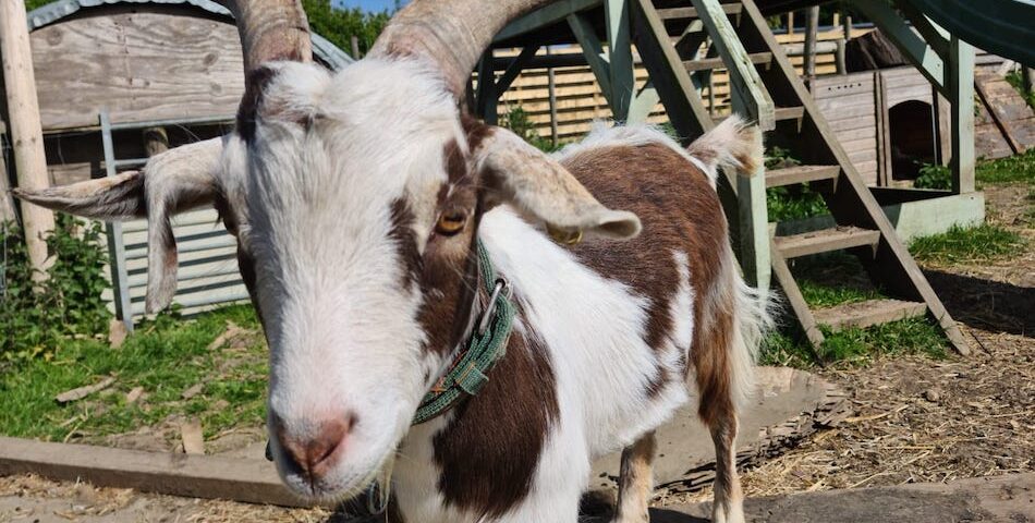 Our Pigmy Goat